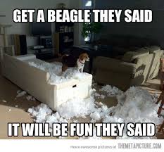 BEAGLES Quotes Like Success via Relatably.com