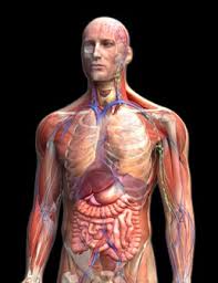 Resultado de imagen para cuerpo humano