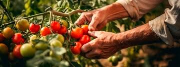 Las manos del agricultor cosechando tomates Alimentos de IA generativa | Imagen Premium generada con IA