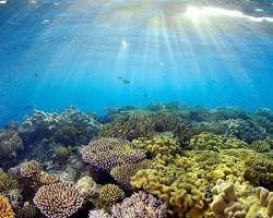 Pictures of Nha Trang Coral Reef