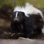  Rabies Symptoms, Treatment: Skunks, Bats, Test Positive In Fort Worth, Texas