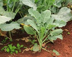 Image of Kale plant