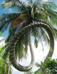 Image result for king palm tree
