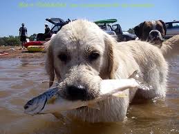 Можно ли собакам рыбу