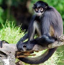 Image result for MONKEYS