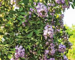 Image of various blooming trees in Texas