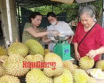 Hình ảnh về Sầu riêng Ri6  Ba Duy