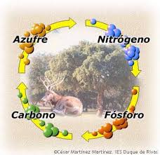 Resultado de imagen para ciclos de la materia