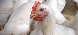 images?q=tbn:ANd9GcQqbCF_l7nF-ZvftK-QuafaHWLvE8Skjz17ot3fsTLoKoX2kHO3KA