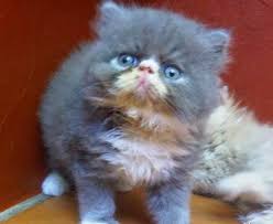 Hasil gambar untuk kucing persia