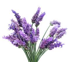 Kết quả hình ảnh cho lavender