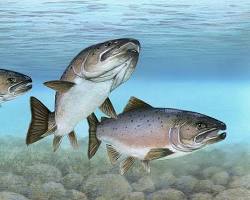 Salmão-do-Atlântico