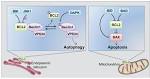 Bcl beclin autophagy