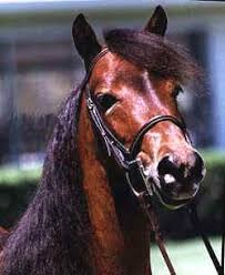 Image result for IRAN HORSES