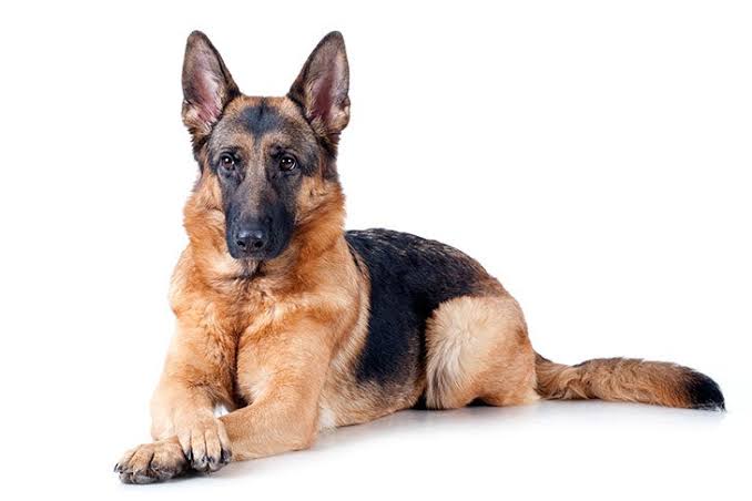 German Shepherd Dog Dog Breed Information