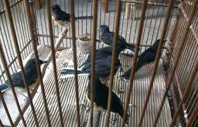 Hasil gambar untuk murai batu