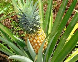 Gambar Tanaman Nanas