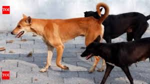 J&K: Dogs maul 8-year-old girl to death in Sopore