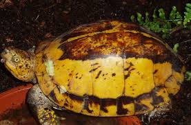 Picture of Indochinese box turtle