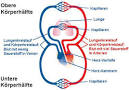 Herz Blutkreislauf - GIDA