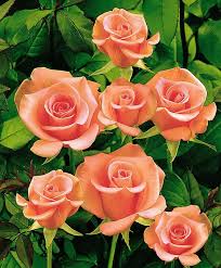 Image result for images of small roses hd