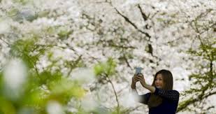 Image result for selfie di pohon