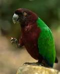 Kaka do parrots live in the rainforest <?=substr(md5('https://encrypted-tbn3.gstatic.com/images?q=tbn:ANd9GcQrFykzxIAX5eBt4cnv3ekoYutOn9fNGzmrguCyPK5XY2G4KO7rZQNsiE0'), 0, 7); ?>