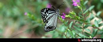 Image result for butterfly conservatory of goa