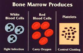 Image result for red blood cells and bone marrow