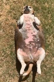 Wolfgang the overweight beagle drops 61 lbs. and finds home