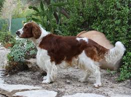 Ποια είναι τα χαρακτηριστικά του English Spriger Spaniel.;