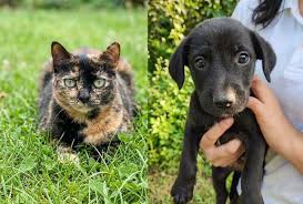 Prefeitura de Sete Lagoas promove Feira de Adoção de cães e gatos neste sábado (15) no Shopping Sete Lagoas