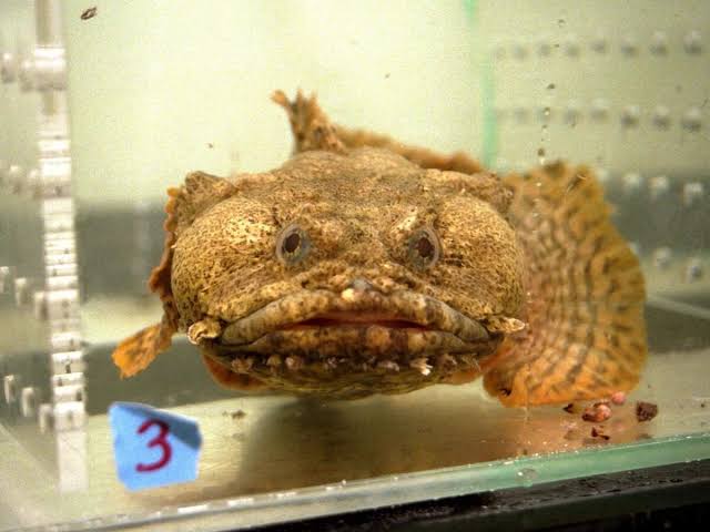 In 1998, NASA sent oyster toadfish into space on Space Shuttle Columbia; over 16 days in orbit, researchers studied how their inner ears adapted to microgravity