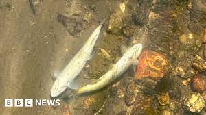 BBC - News update