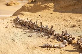 This was once a bay of the ancient Tethys Sea and now holds more than a thousand fossil skeletons from 37–40 million years ago; giant Basilosaurus and Dorudon among them.