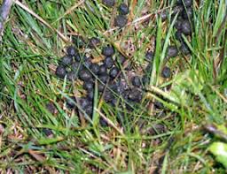 Image result for RABBIT