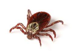 Image result for lyme disease in horses