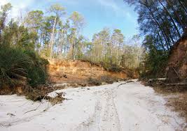 Image result for woods and  sand