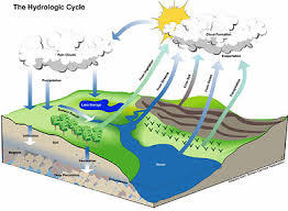 Image result for organisms and their environment