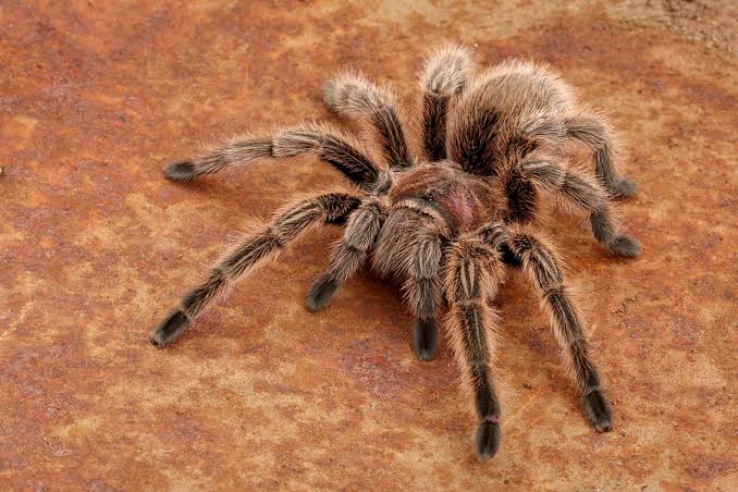 What You Need to Know About Tarantulas