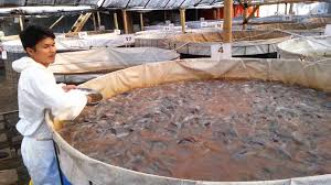 Image result for TERNAK LELE