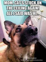 Funny German Shepherds on Pinterest via Relatably.com