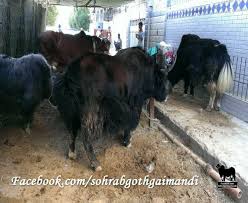 Image result for bakra eid 2015 pakistan