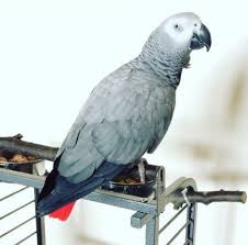 Image result for african grey parrot for sale