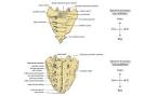 Douleur au sacrum Tout savoir - m