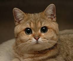 images?q=tbn:ANd9GcQsDXRTdViRu5dmgOxAx3joNTIw7jFE3J_ABGGiAy-h9tjJtqW_