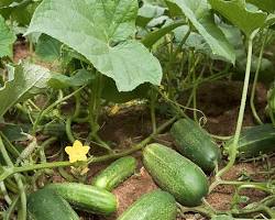 Cucumber plant