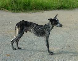 Resultado de imagen para imagenes de perros callejeros