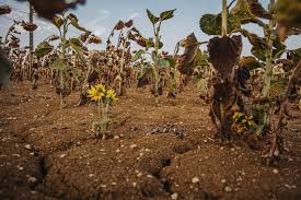 « Trois mois après, c’était déjà la catastrophe » : pourquoi les hivers pluvieux ne protègent plus de la sécheresse — Reporterre, le média de l'écologie
