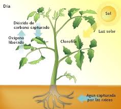 Resultado de imagen para clorofila de las plantas